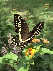 Papilio palamedes