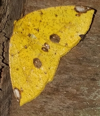Periclina