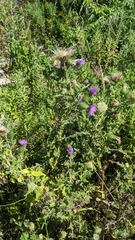 Cirsium vulgare