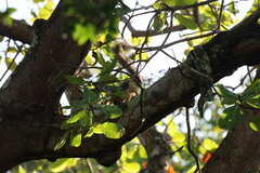 Sciurus variegatoides helveolus