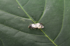Neocochylis dubitana