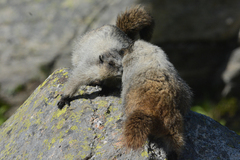 Marmota caligata