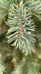 Picea engelmannii