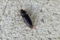 Elateridae