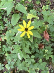 Coreopsis tripteris