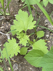 Perityle crassifolia