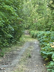 Dendragapus obscurus