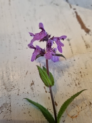Stachys palustris