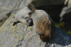 Marmota caligata