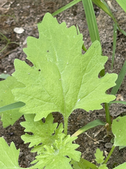 Perityle crassifolia