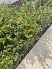 Lantana urticoides