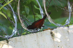 Ramphocelus dimidiatus