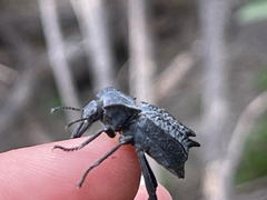 Philolithus aegrotus