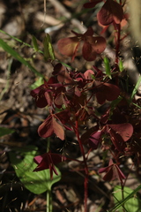 Oxalis stricta rufa