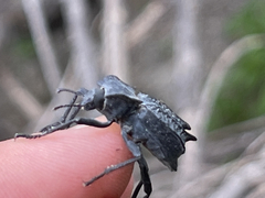 Philolithus aegrotus