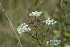 Seseli annuum