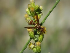 Polistes dorsalis