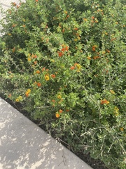 Lantana urticoides