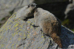 Marmota caligata