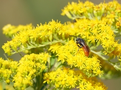 Sphecodes albilabris