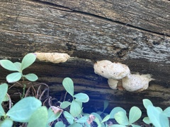 Spongiporus leucospongia