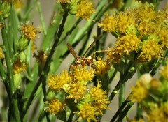 Polistes dorsalis