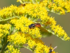 Sphecodes albilabris