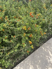 Lantana urticoides