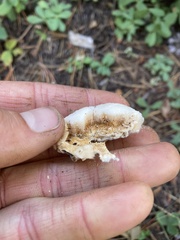 Spongiporus leucospongia