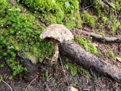 Amanita rhacopus