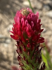 Trifolium incarnatum