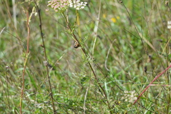 Seseli annuum