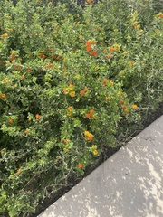 Lantana urticoides