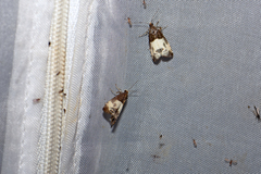 Notocelia cynosbatella