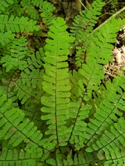 Adiantum pedatum