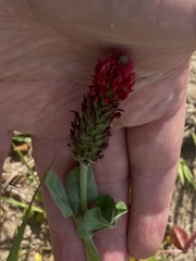Trifolium incarnatum