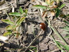 Aegithus clavicornis