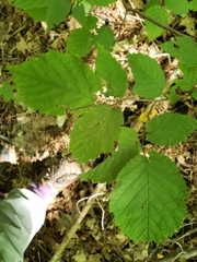 Corylus cornuta
