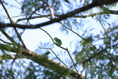 Brotogeris jugularis