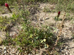 Trifolium incarnatum