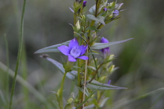 Gentianella germanica