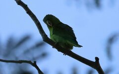 Brotogeris jugularis