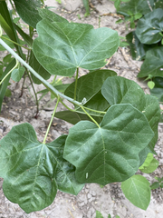 Jatropha cinerea