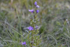 Gentianella germanica