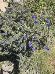 Echium vulgare