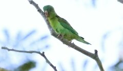 Brotogeris jugularis