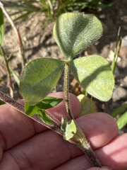 Trifolium incarnatum