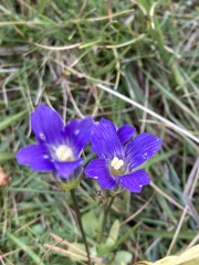 Gentianopsis holopetala