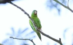 Brotogeris jugularis