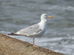Larus argentatus